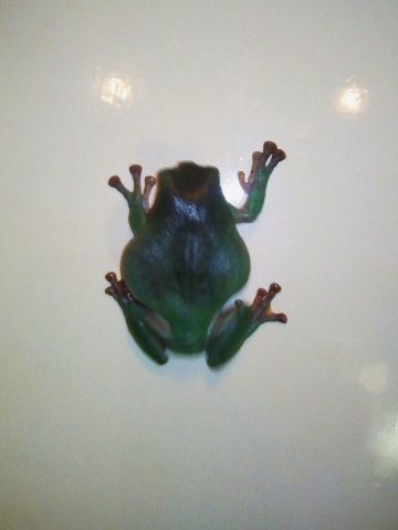 Třeťáci u zvířat