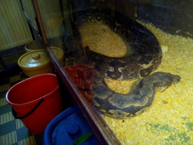 Třeťáci u zvířat