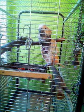 Třeťáci u zvířat